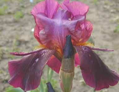 Black Hope TB Iris 